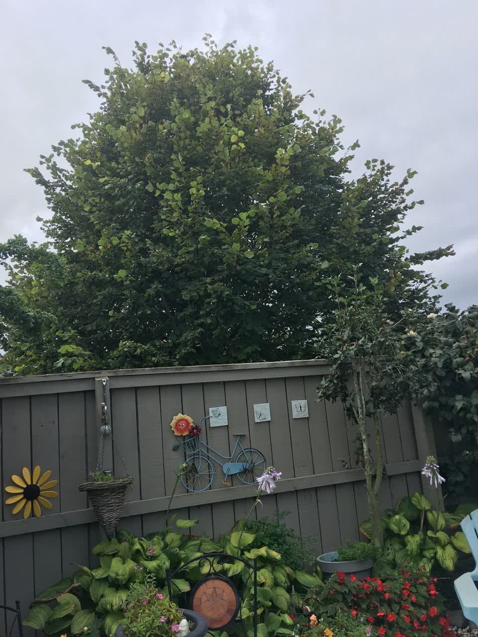 The photograph attached to this parks report