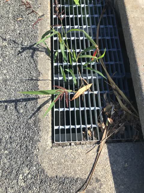 Roading/Streets, a report photo