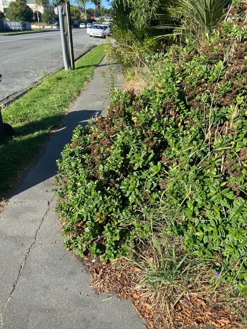 Roading/Streets, a report photo