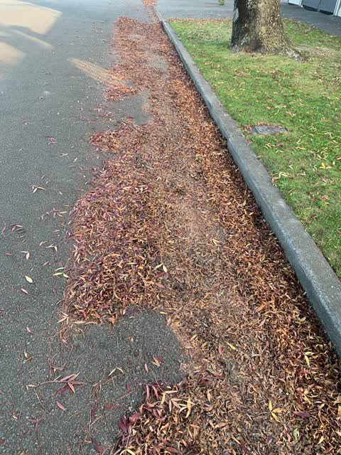 Roading/Streets, a report photo
