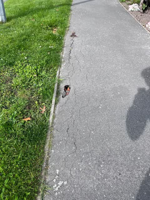 Roading/Streets, a report photo