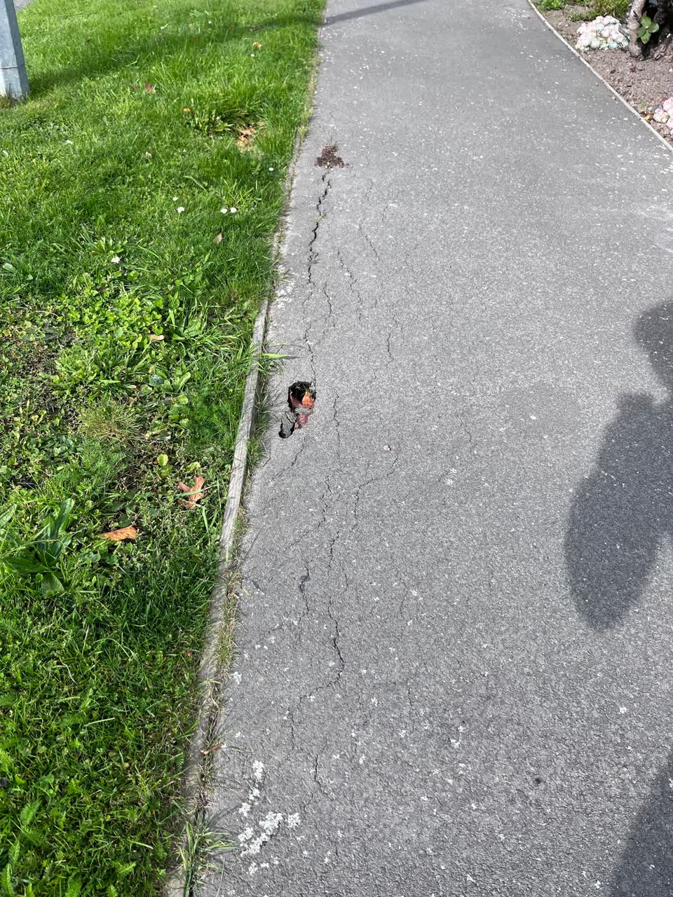 The photograph attached to this roading/streets report