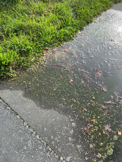 Water Leak, a report photo