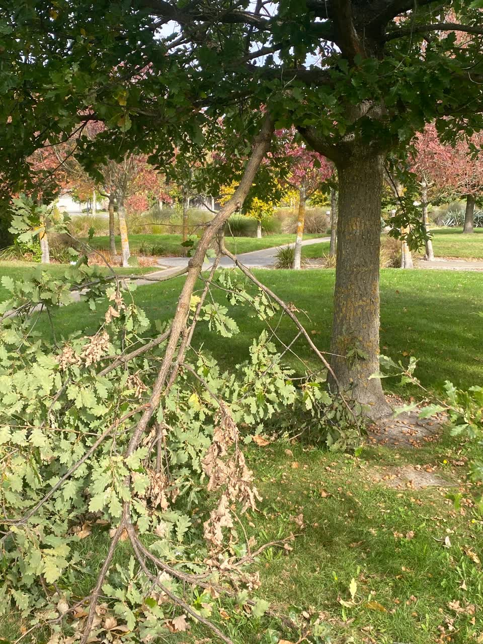 The photograph attached to this parks report