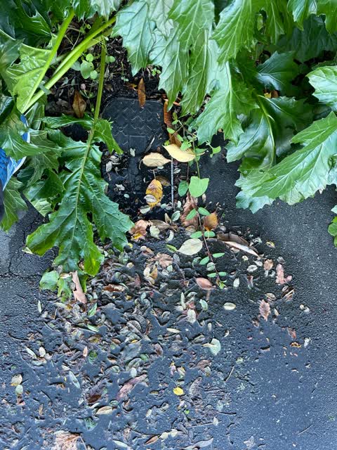Water Leak, a report photo
