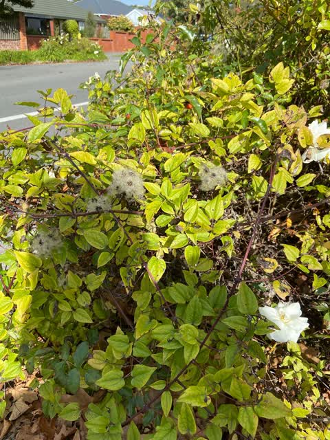 Roading/Streets, a report photo