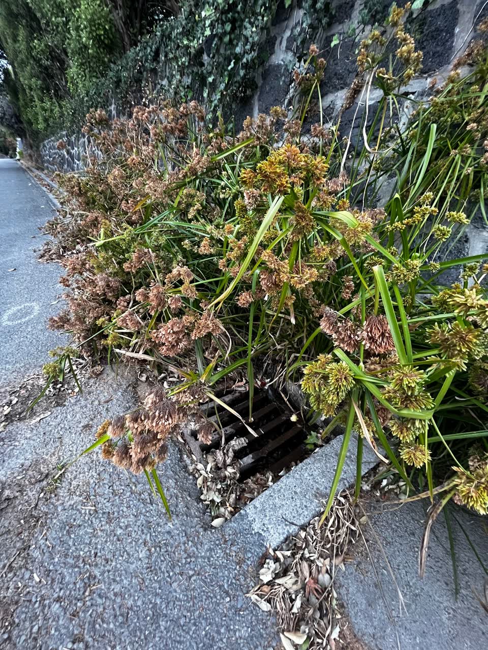 The photograph attached to this water leak report