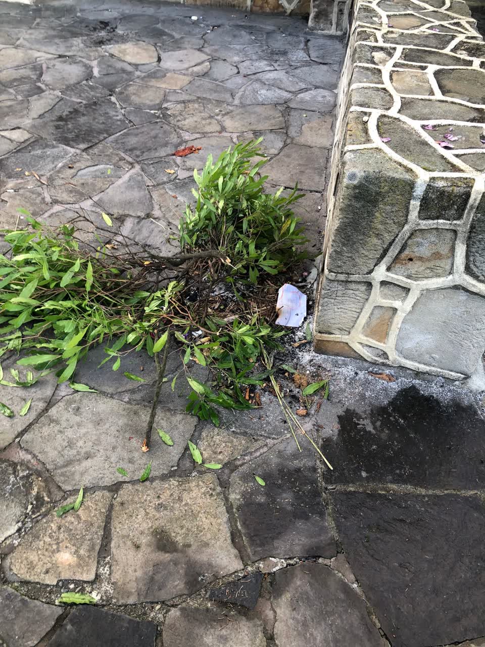 The photograph attached to this parks report