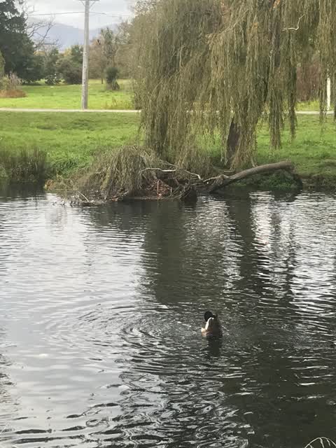 General Request — a report photo