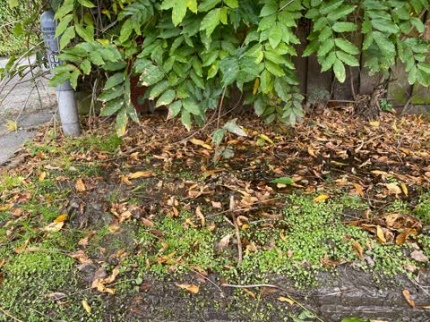 Water Leak, a report photo