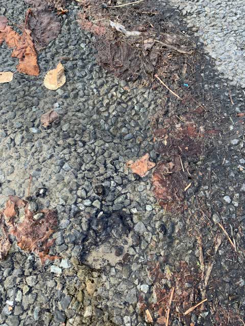 Water Leak, a report photo