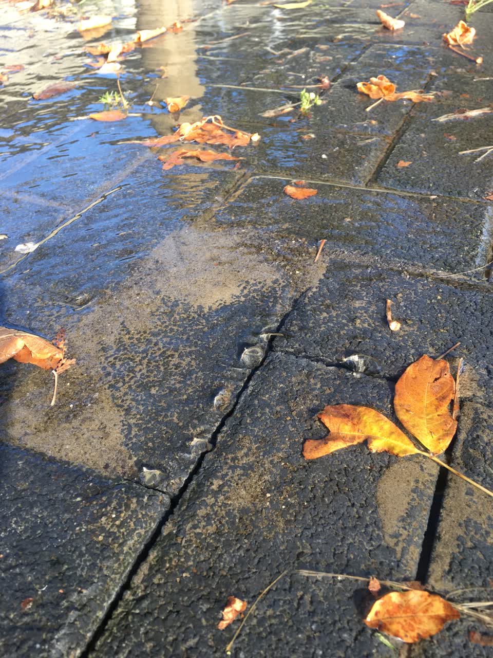 The photograph attached to this water leak report