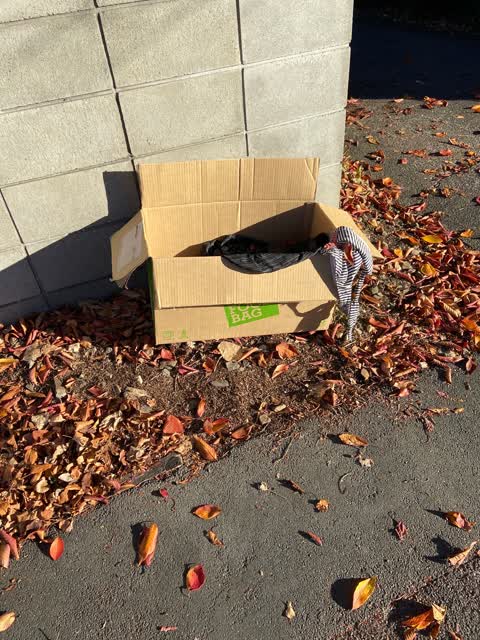 Rubbish/Recycling, a report photo