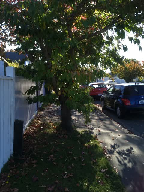 Roading/Streets, a report photo