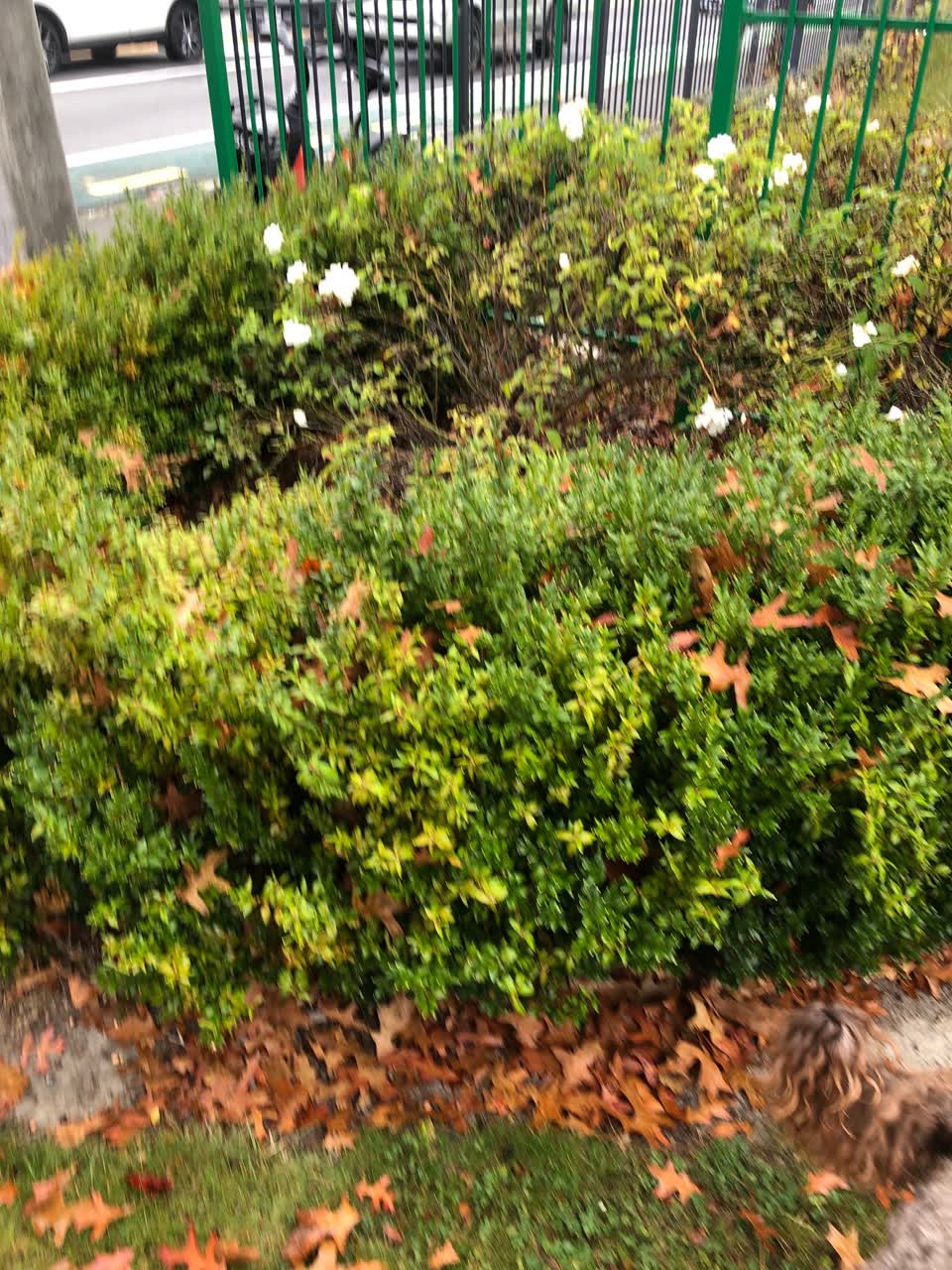 The photograph attached to this parks report