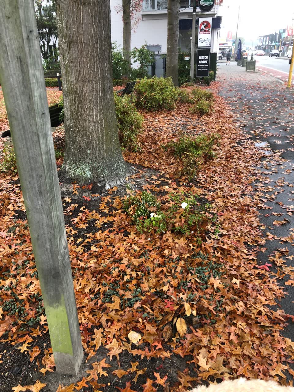 The photograph attached to this parks report