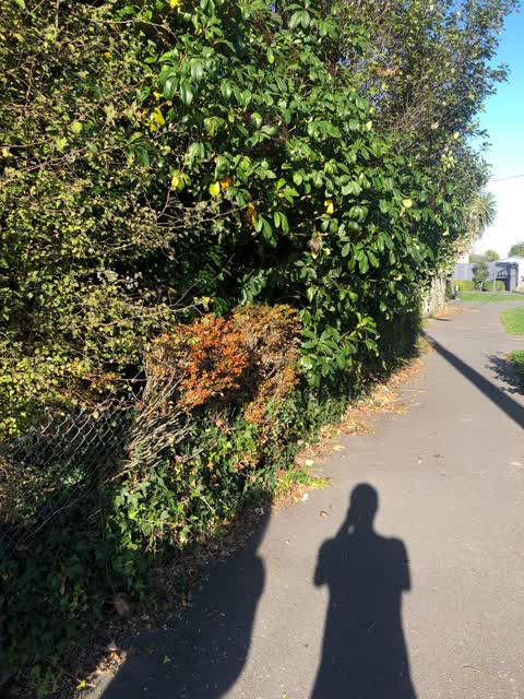 Roading/Streets, a report photo