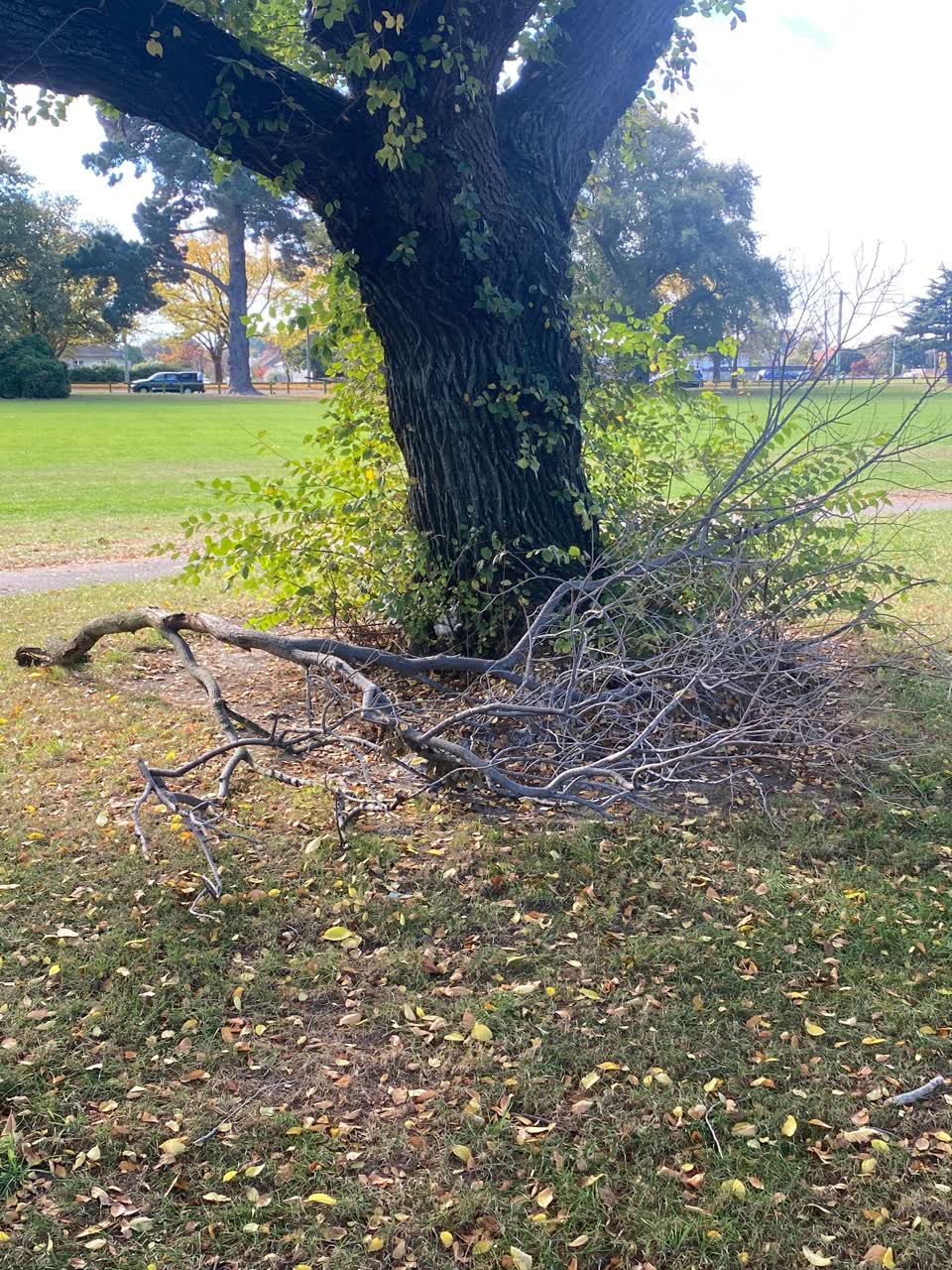 The photograph attached to this parks report