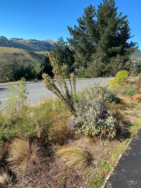 Roading/Streets, a report photo