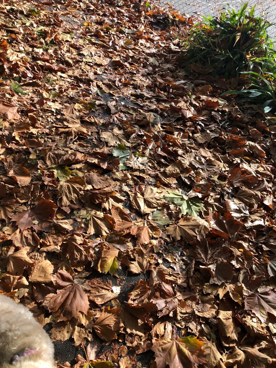 The photograph attached to this parks report