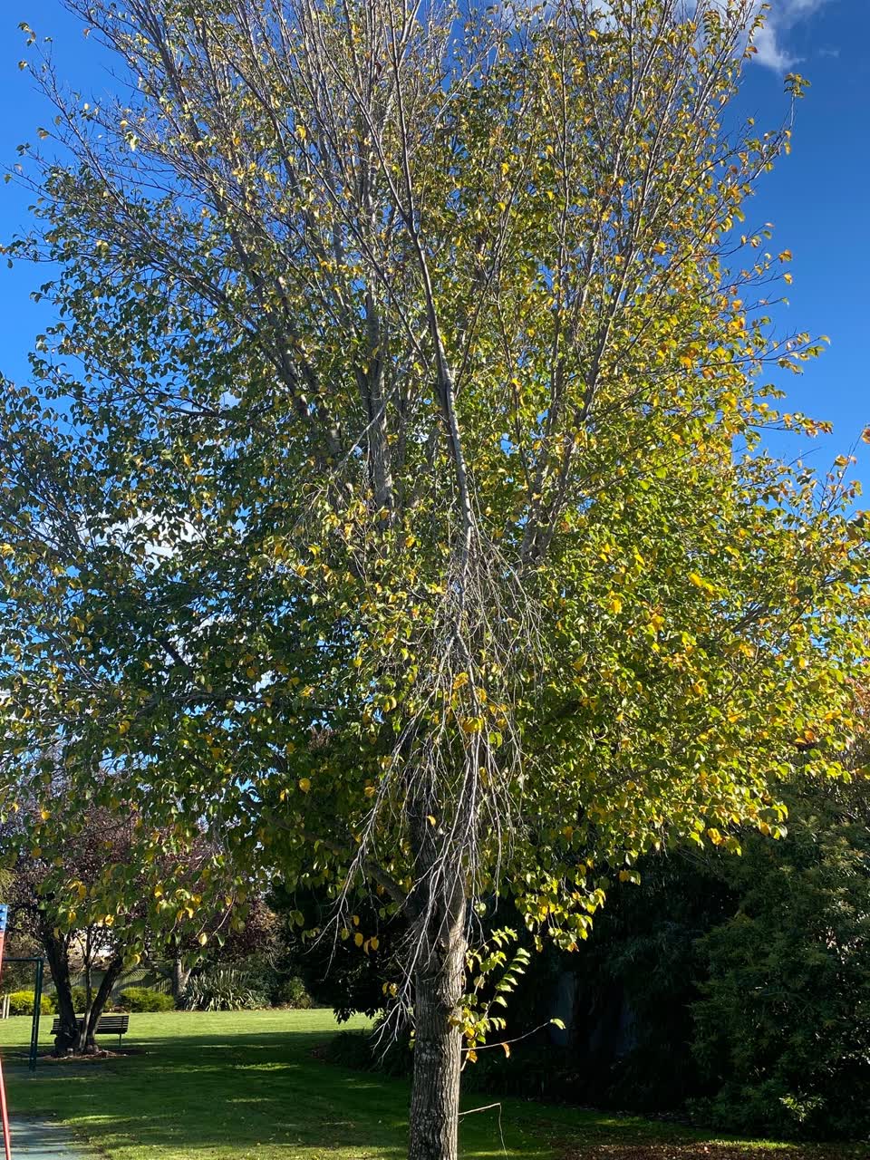 The photograph attached to this parks report