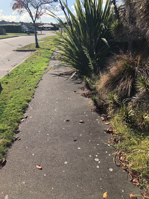 Roading/Streets, a report photo