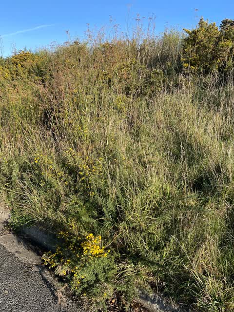 Roading/Streets, a report photo