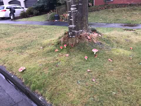 Roading/Streets, a report photo