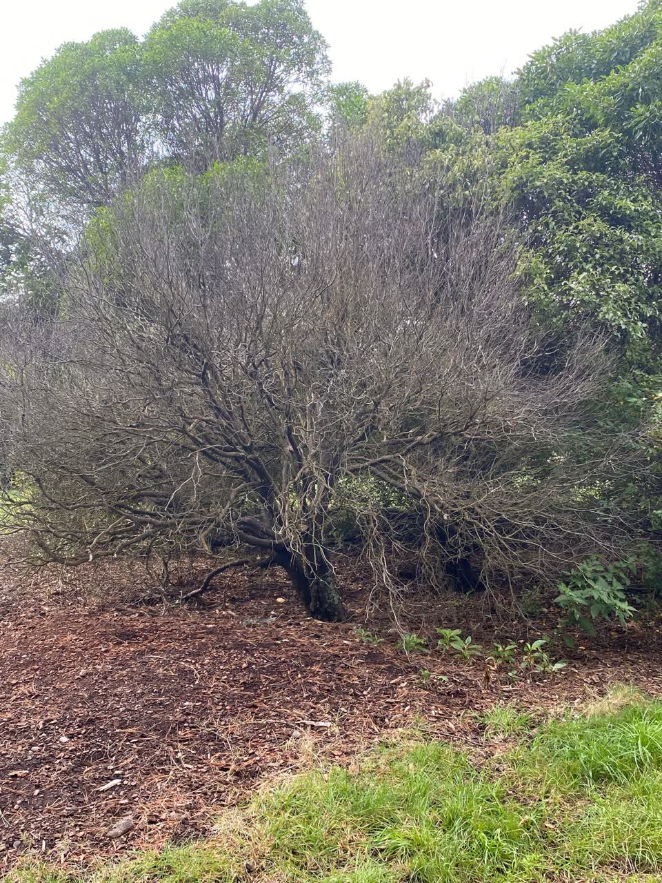 The photograph attached to this parks report