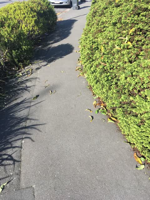 Roading/Streets, a report photo