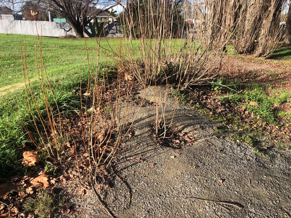 The photograph attached to this parks report