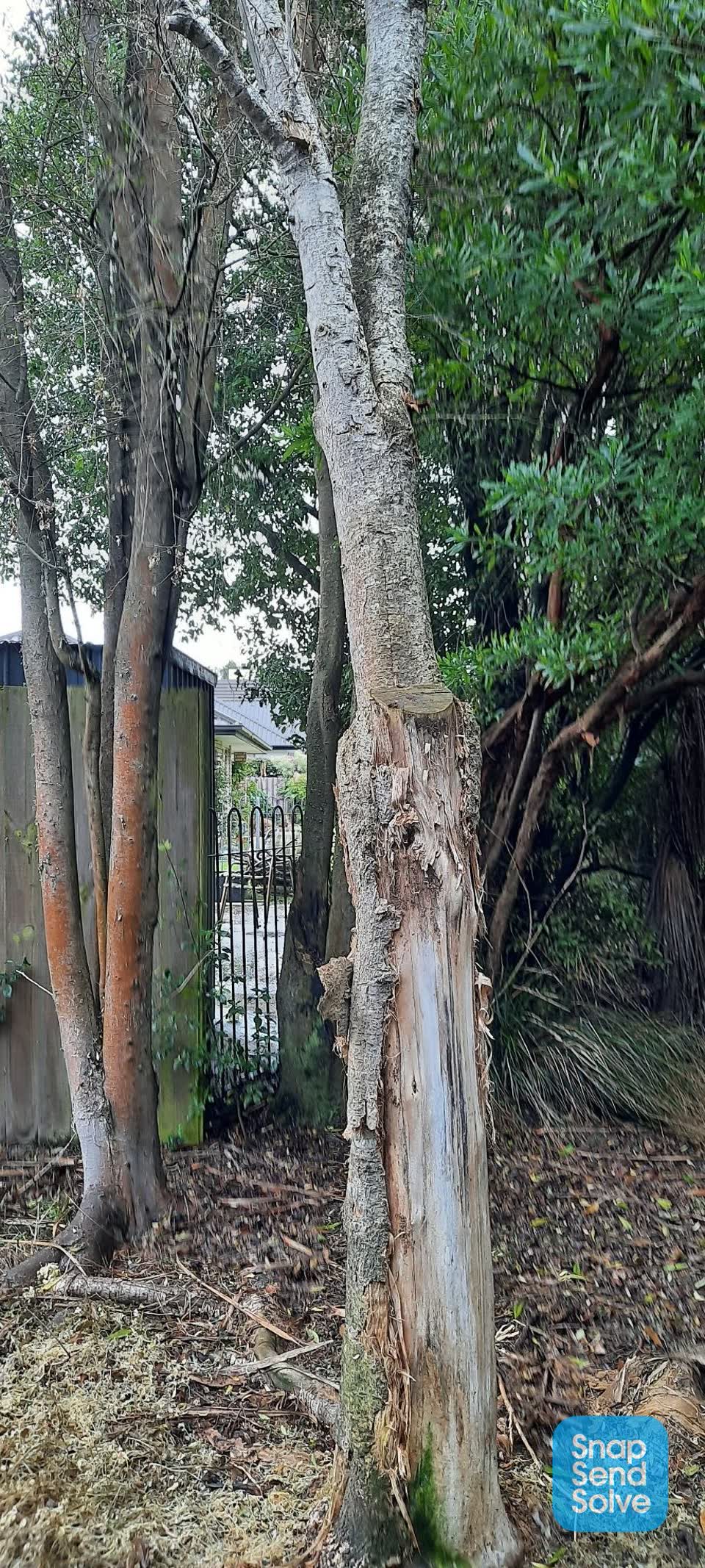 The photograph attached to this parks report