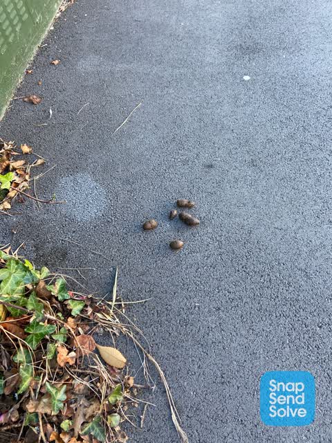 Rubbish/Recycling, a report photo
