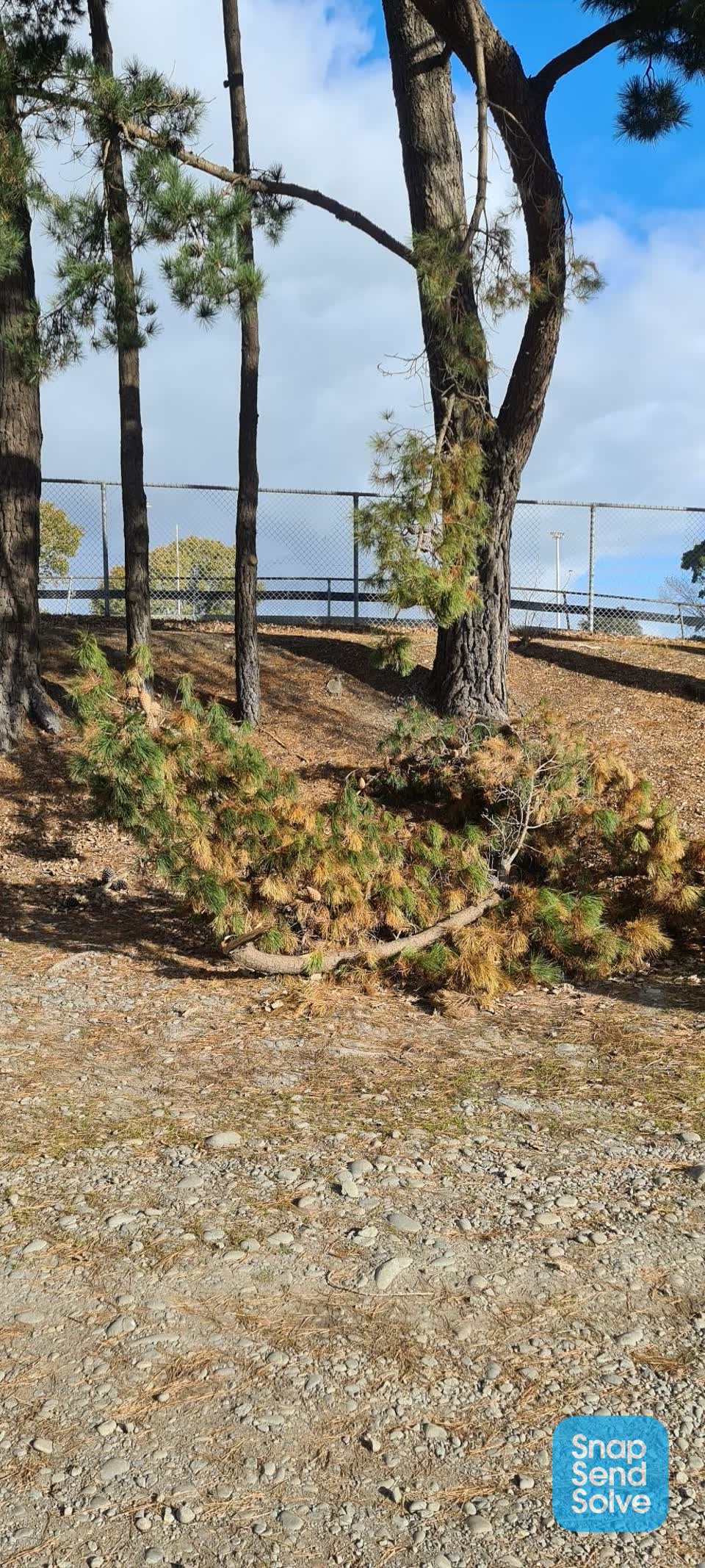 The photograph attached to this parks report