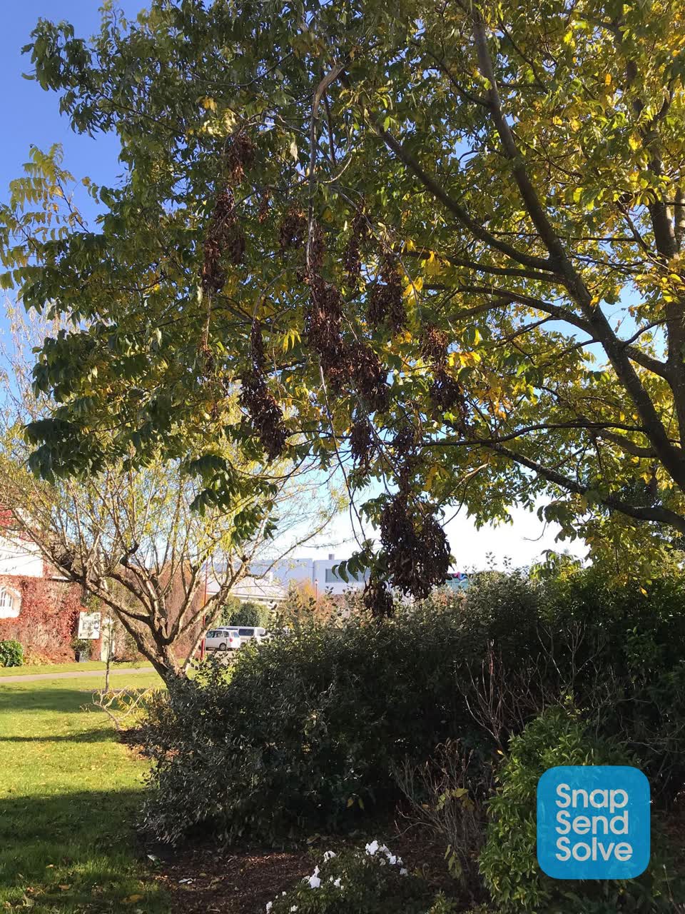 The photograph attached to this parks report