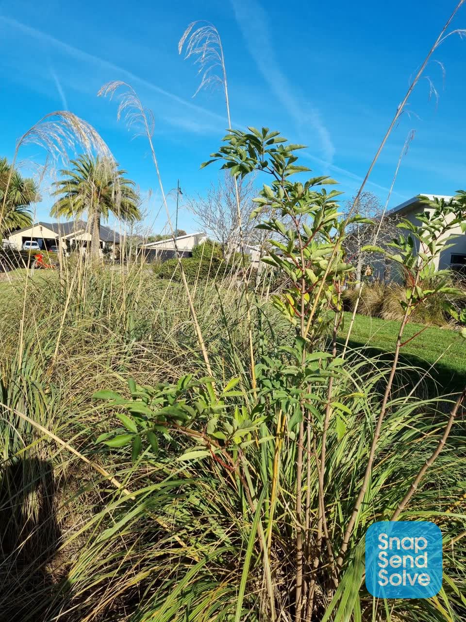 The photograph attached to this parks report