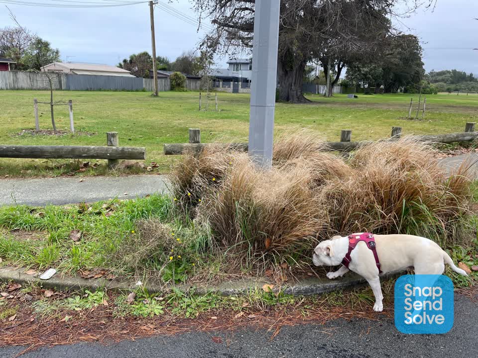 The photograph attached to this parks report