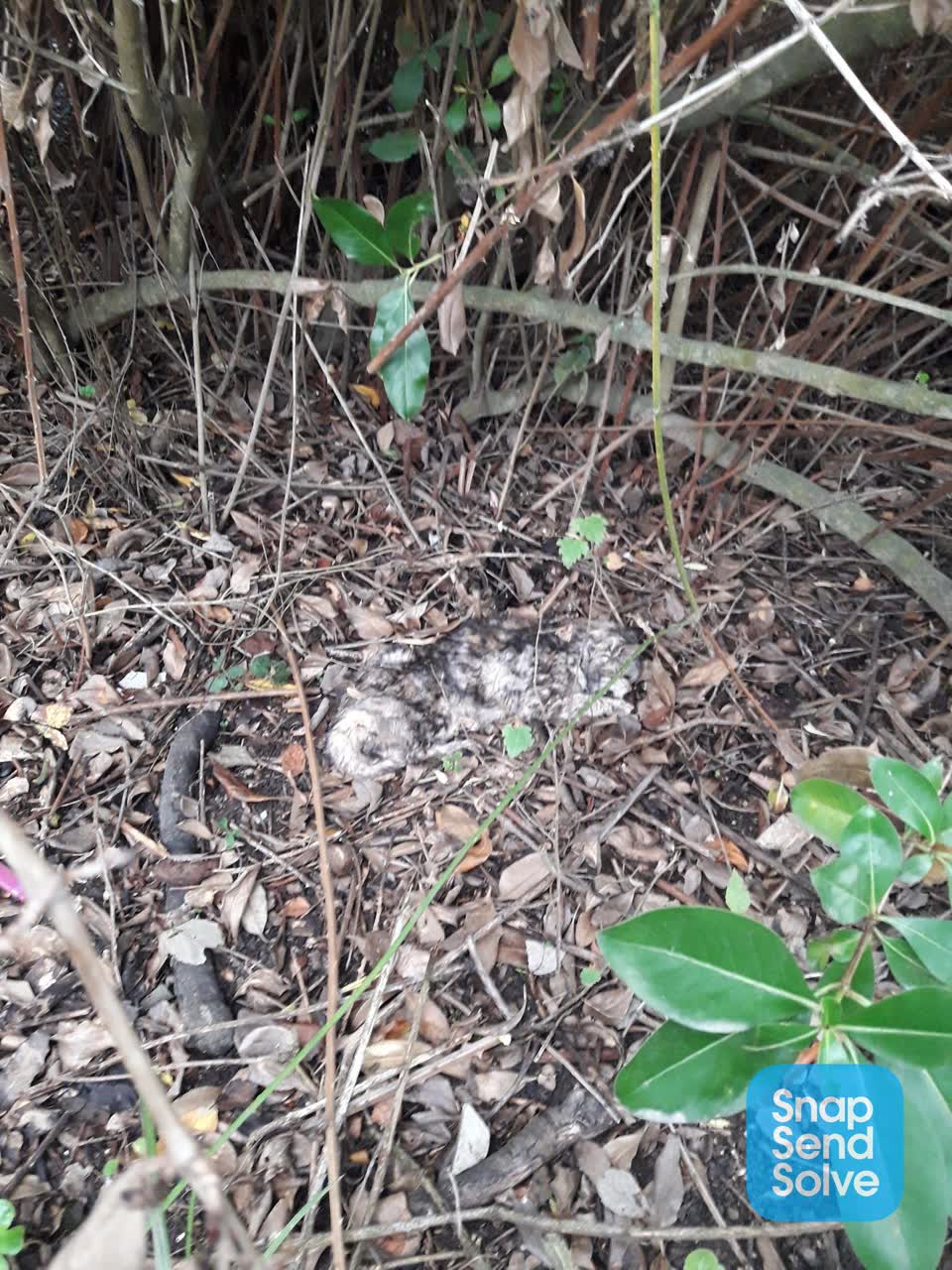 The photograph attached to this parks report