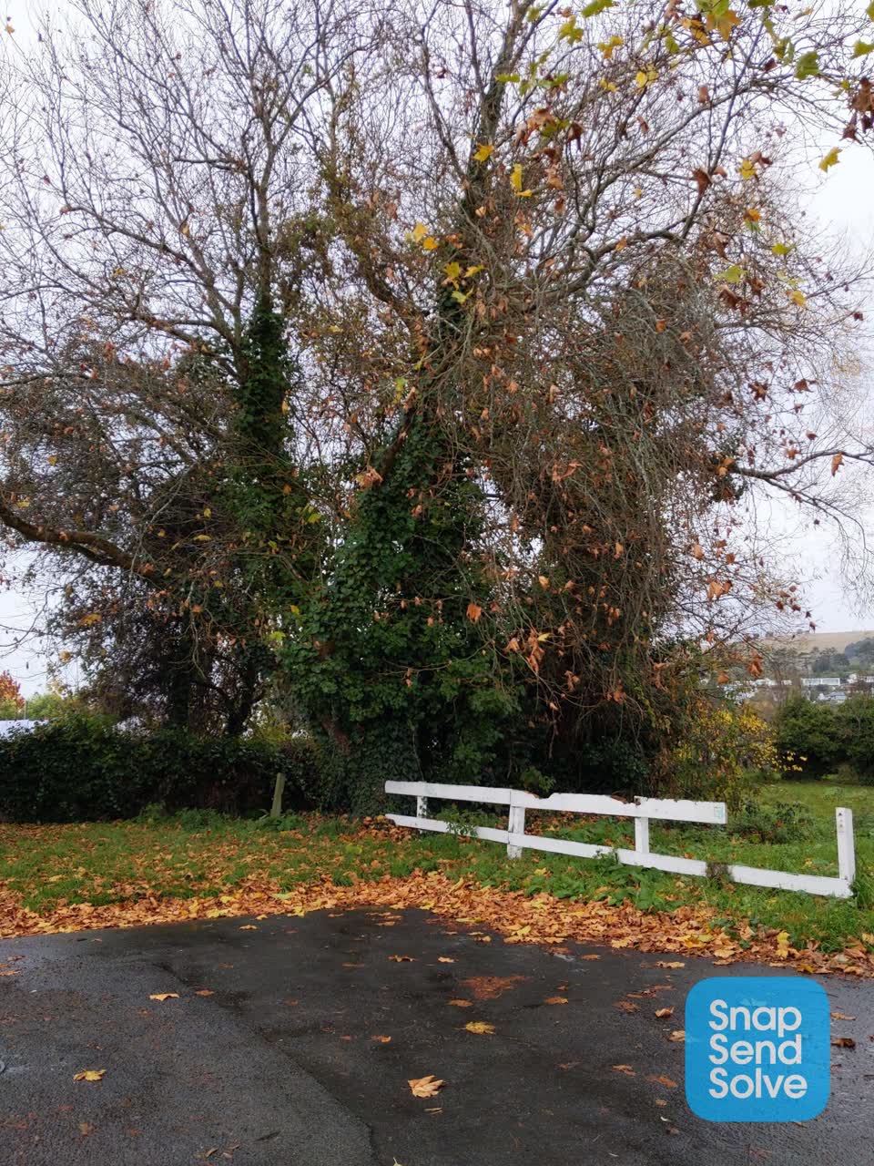 The photograph attached to this parks report