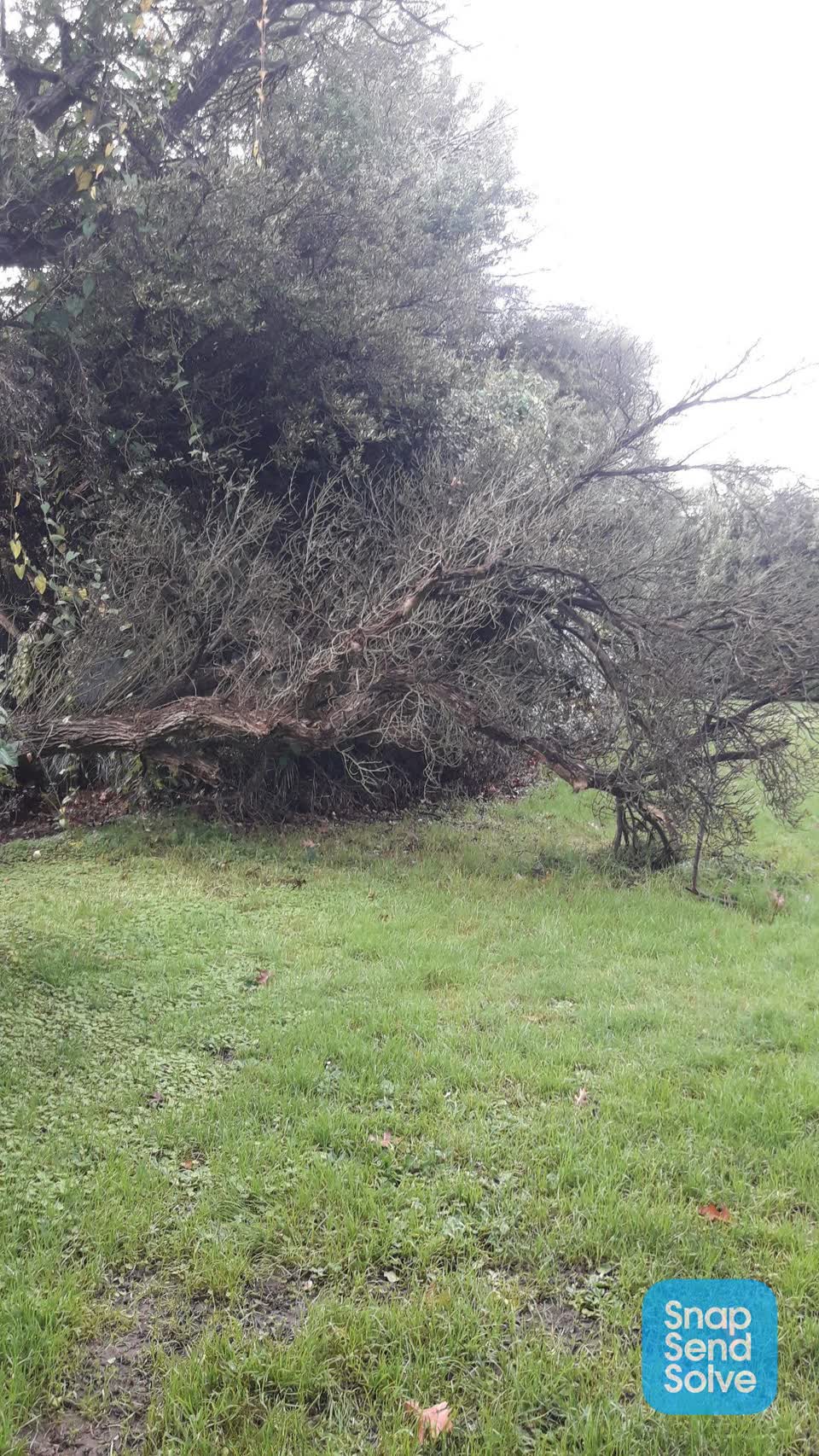 The photograph attached to this parks report
