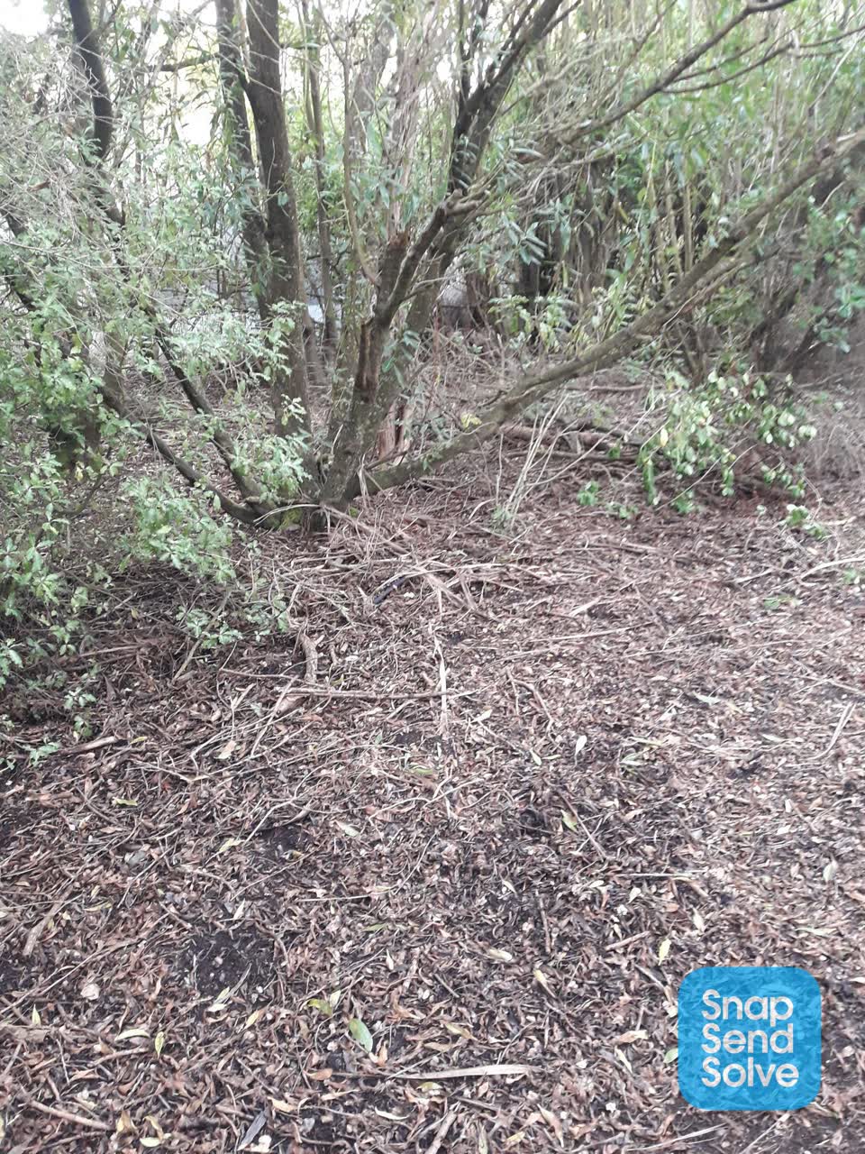The photograph attached to this parks report