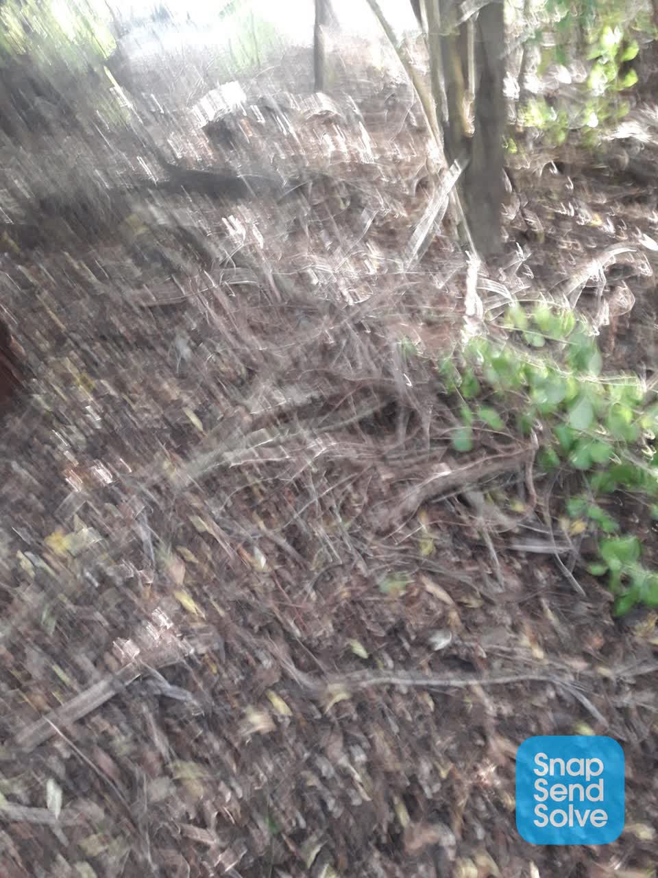 The photograph attached to this parks report