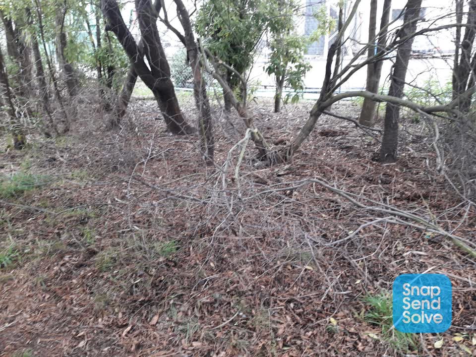 The photograph attached to this parks report