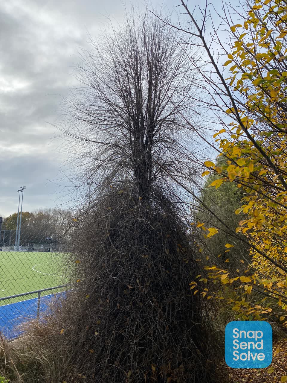 The photograph attached to this parks report