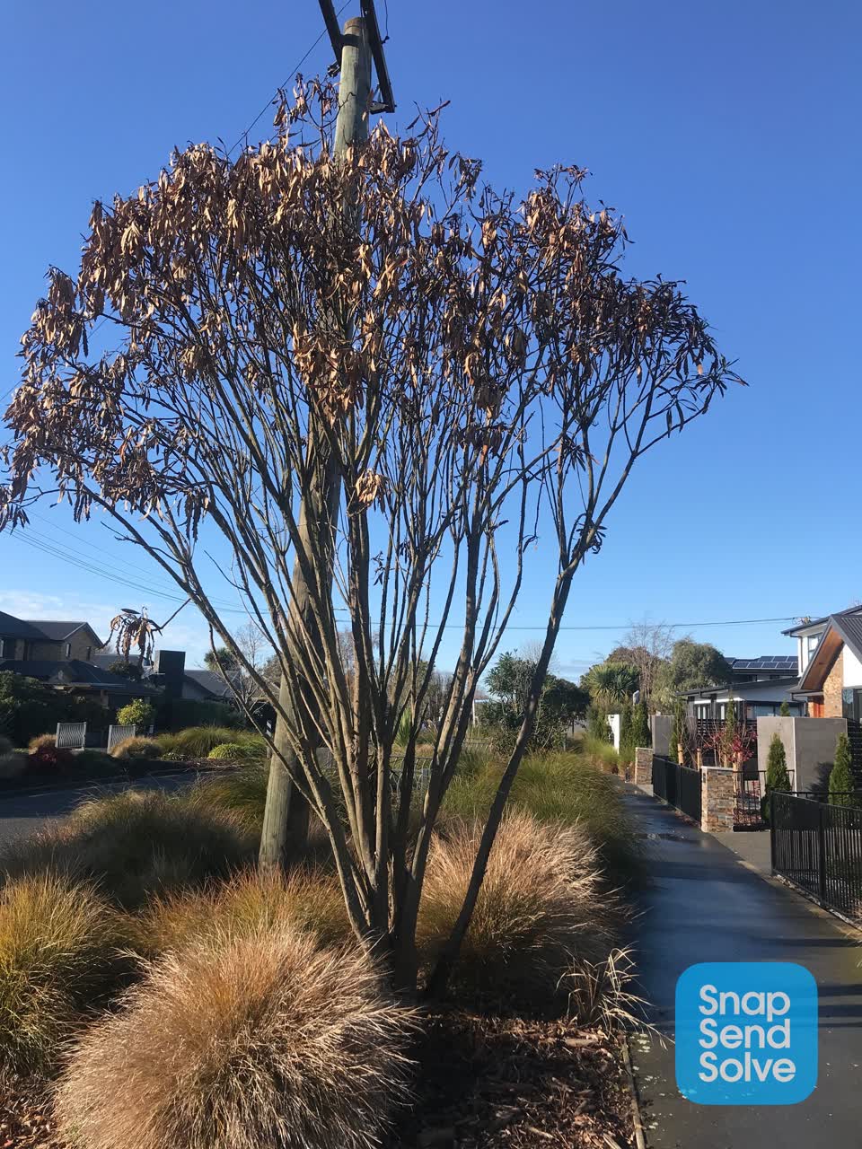 The photograph attached to this parks report