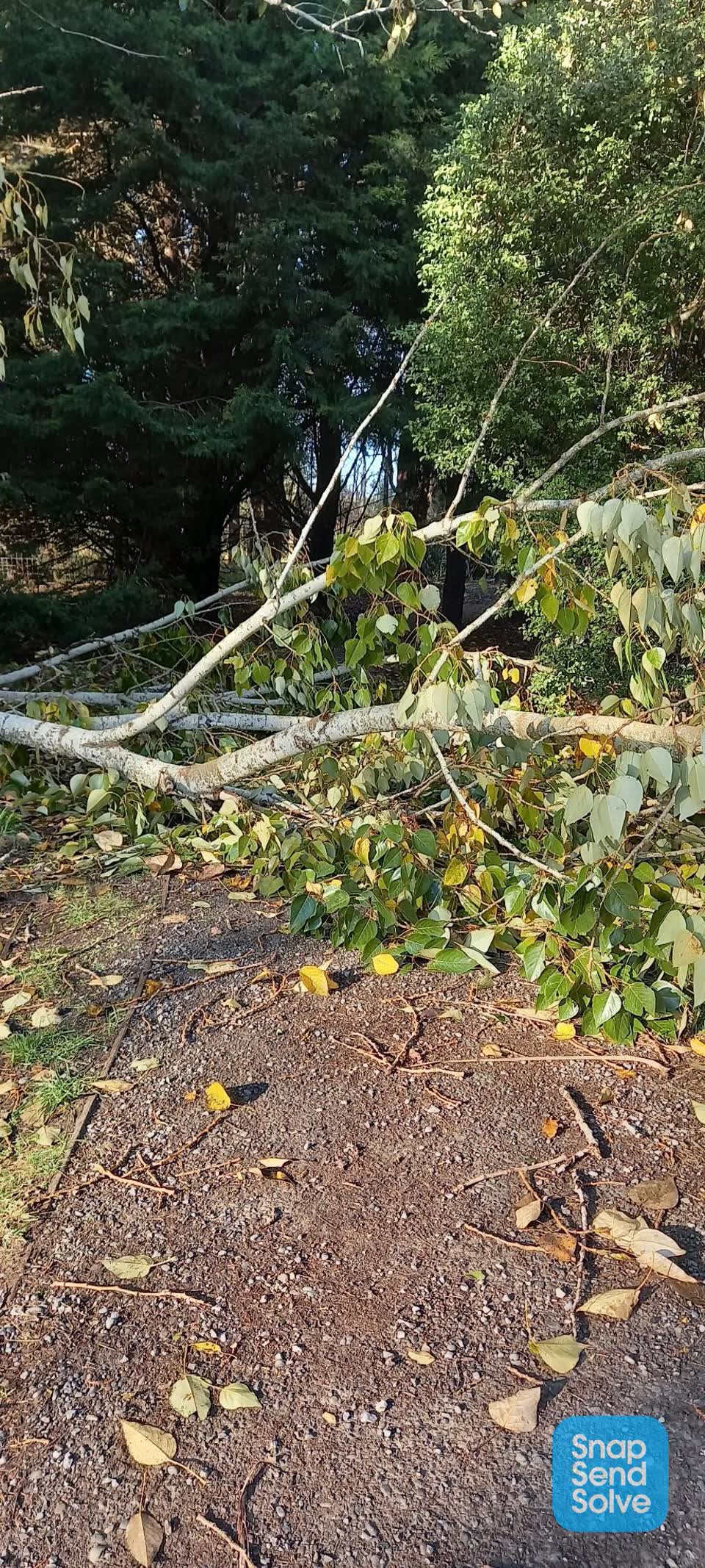 The photograph attached to this parks report