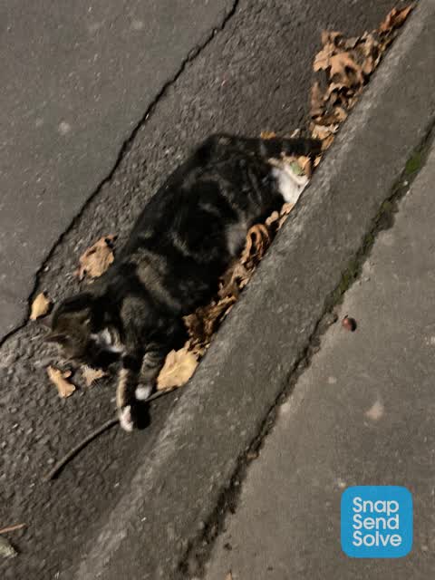 Roading/Streets, a report photo