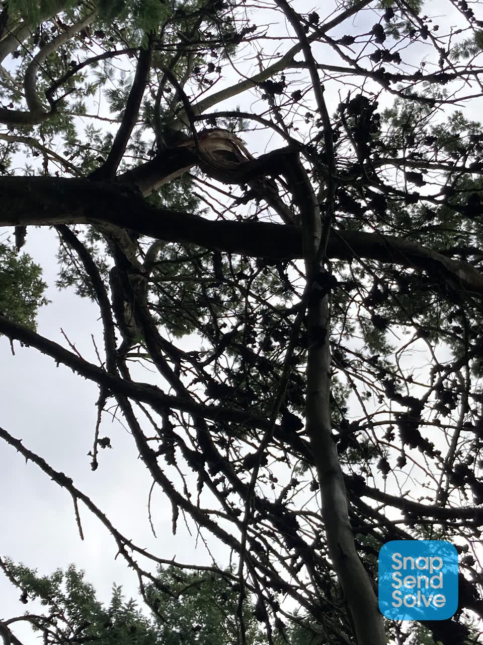 The photograph attached to this parks report