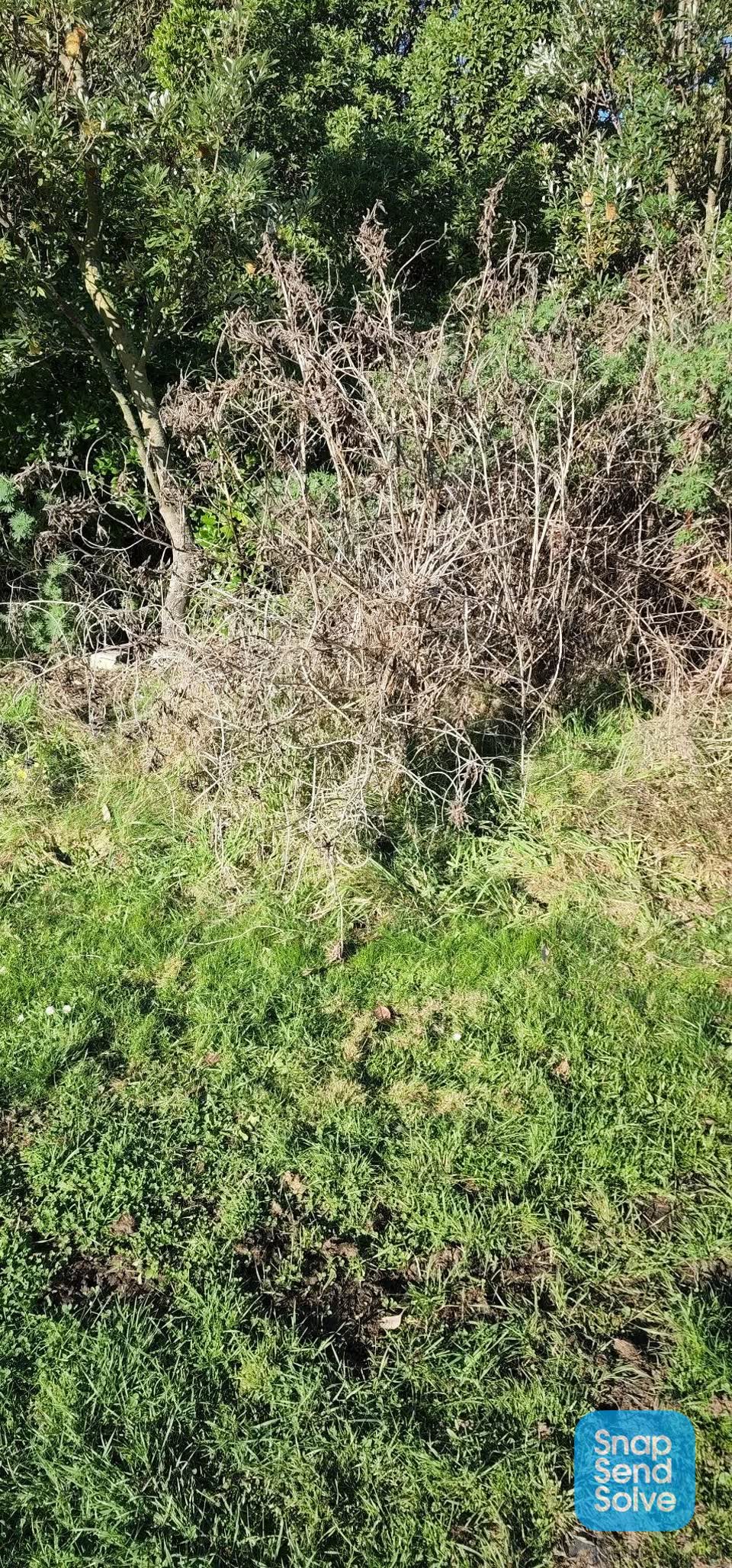 The photograph attached to this parks report