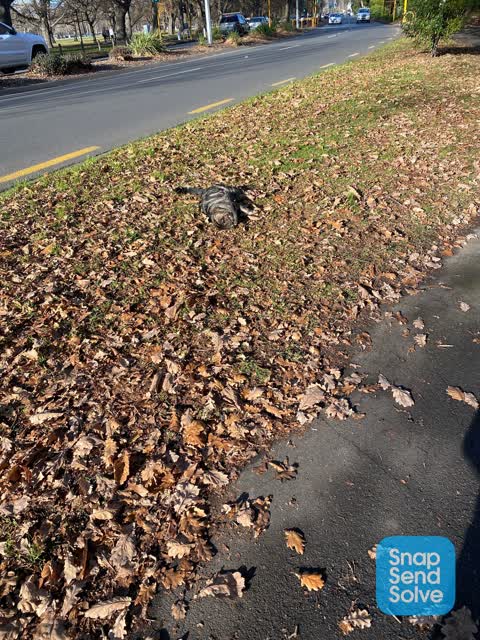 Roading/Streets — a report photo